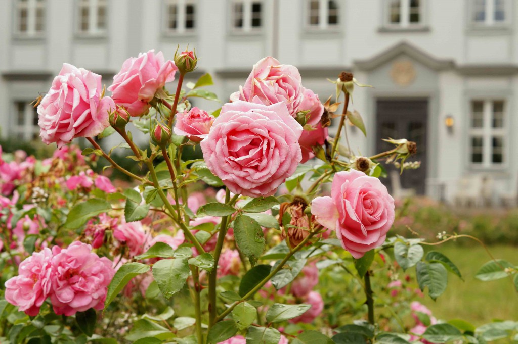 Orangerie Schloss Gueldengossa 4