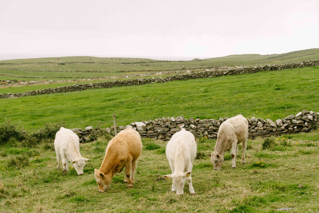 Irland Wild Atlantic Way Cow